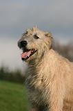 IRISH WOLFHOUND 420
